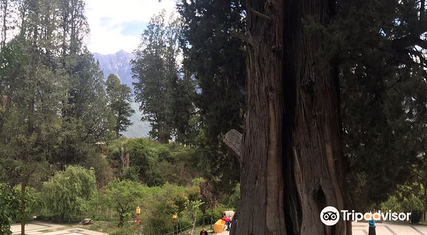 林芝巴结巨柏自然保护区