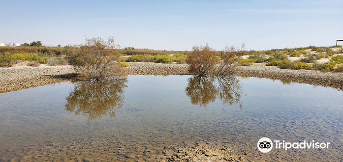 Al Wathba Wetland Reserve