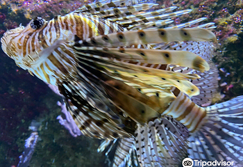 圣塞瓦斯蒂安水族馆第 10 张图片