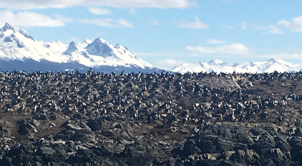 Isla de Los Pajaros