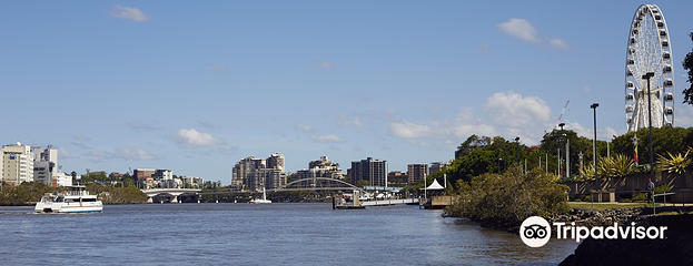 Koala and River Cruises第 5 张图片