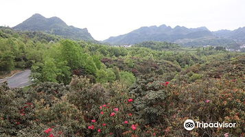 毕节国家森林公园