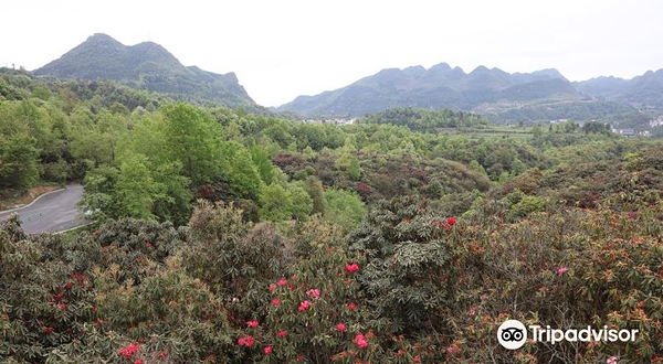 毕节国家森林公园