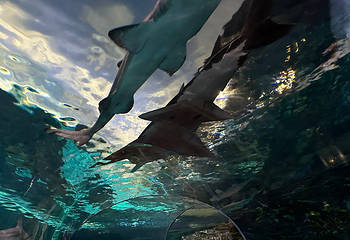 莱利大烟山水族馆第 9 张图片