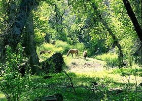 Yasenevaya (Ash) Grove