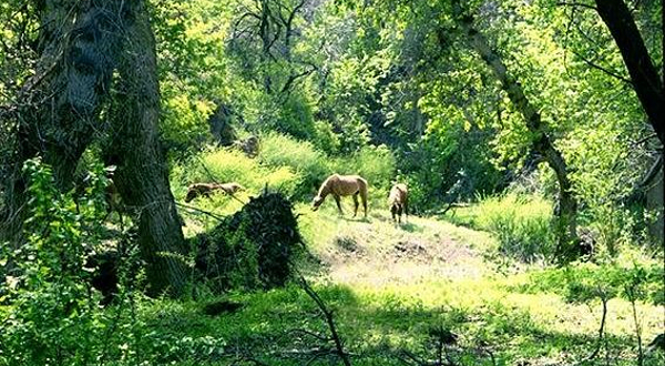 Yasenevaya (Ash) Grove