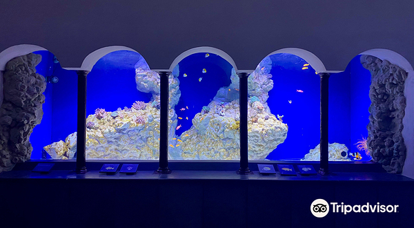 Aquarium of Naples