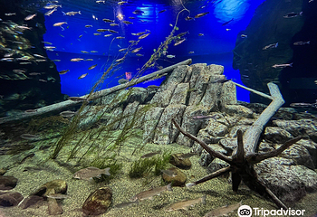 千岁水族馆第 22 张图片