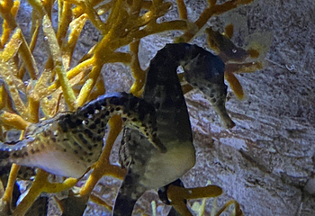 圣塞瓦斯蒂安水族馆第 12 张图片