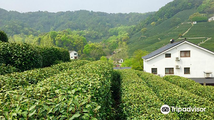龙井泉第 1 张图片