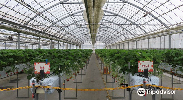 Strawberry Farm Felice