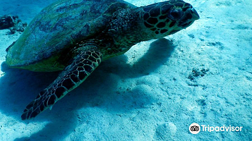 Scuba Hurghada Diving Center
