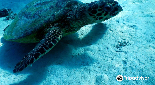 Scuba Hurghada Diving Center