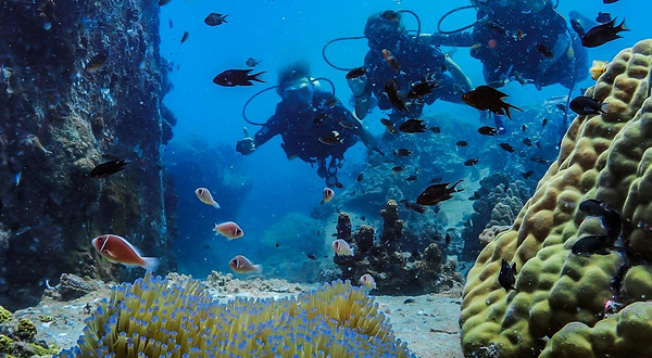 Koh Tao Scuba Club