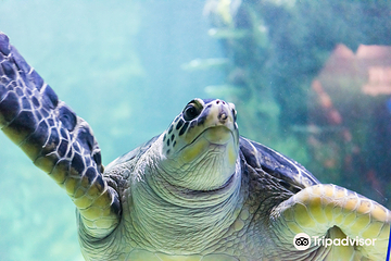 布莱顿海洋生物水族馆第 5 张图片