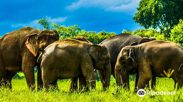 康达大象保护区