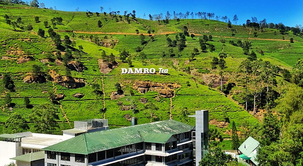 Damro Tea