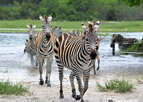 雄狮动物野生王国