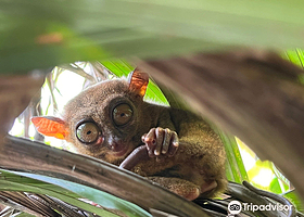 薄荷岛眼镜猴园