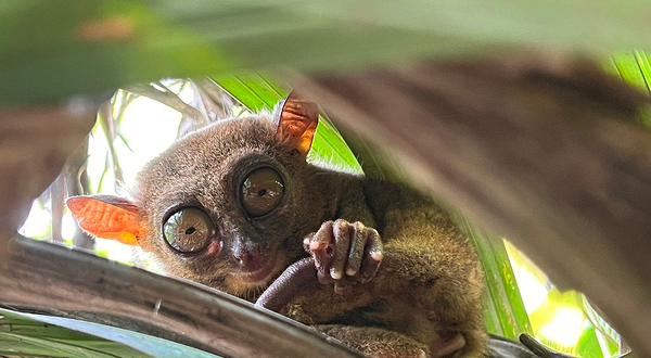 薄荷岛眼镜猴园