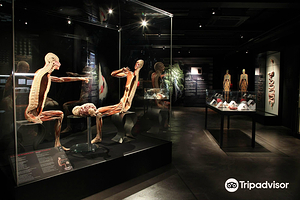 阿姆斯特丹人体世界