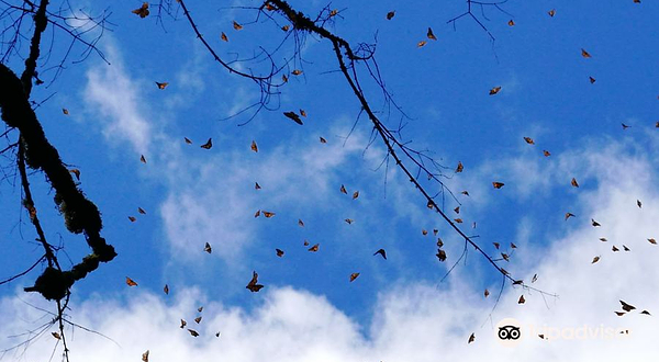 Monarch Butterfly Sanctuary Sierra Chincua
