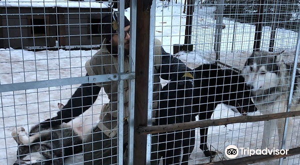 Arctic Wolfland Sanctuary