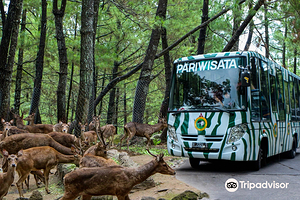 印尼普里根野生动物园