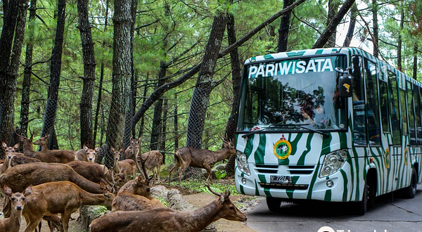 印尼普里根野生动物园