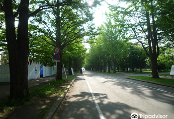 北海道大学银杏大道第 6 张图片