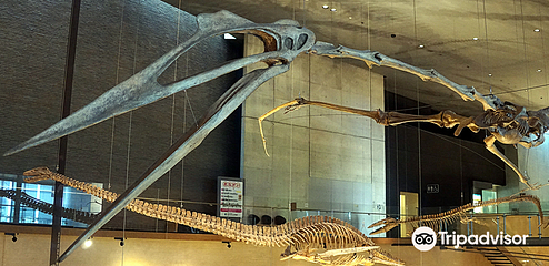 Kitakyushu Museum of Natural History & Human History第 7 张图片