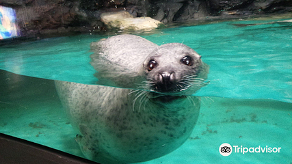 茨城县大洗水族馆第 13 张图片