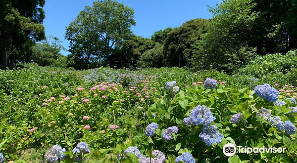 千叶市 昭和之森