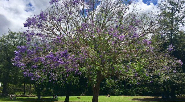 Mountview Alpaca Farm