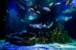 SEA LIFE Benalmadena