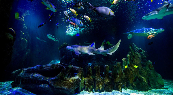 SEA LIFE Benalmadena