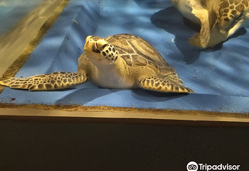 浅虫水族馆第 14 张图片