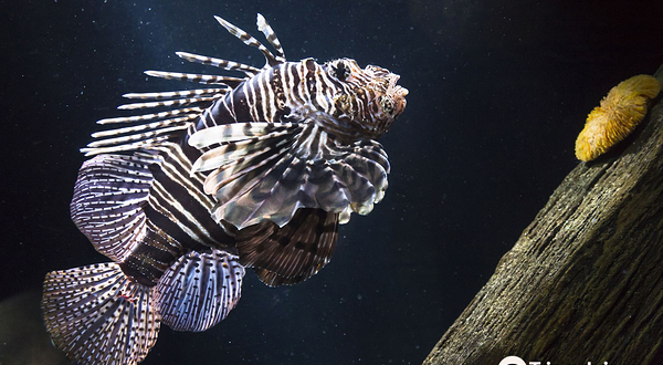 汉诺威海洋世界