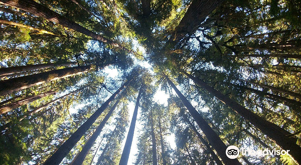 奥林匹克国家森林公园