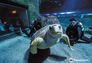 西澳大利亚水族馆第 9 张图片