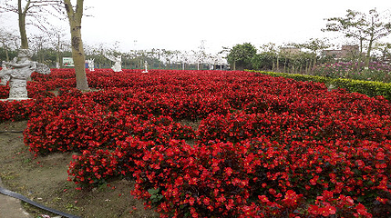 花都香草世界第 128 张图片