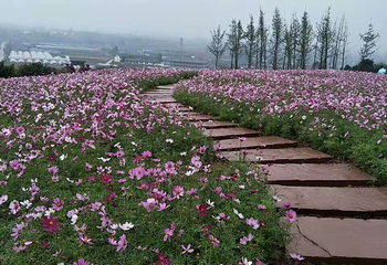 杨梅基地第 43 张图片