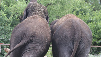 老挝大象保护村