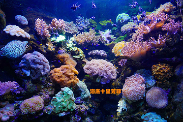 南昌海洋公园第 22 张图片