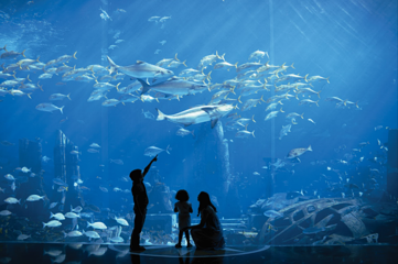三亚亚特兰蒂斯失落的空间水族馆第 131 张图片