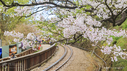 阿里山森林铁路车库园区第 7 张图片