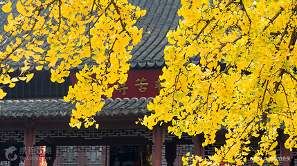 毗卢寺第 6 张图片