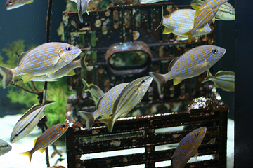 奥杜邦美洲水族馆第 10 张图片