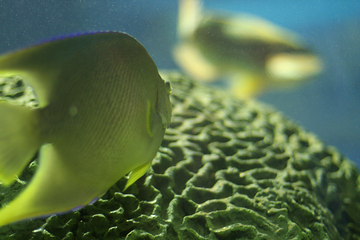 奥杜邦美洲水族馆第 19 张图片