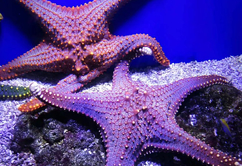 北海海底世界第 38 张图片